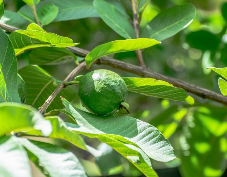 significa sonhar com muitas frutas amarelas